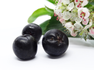 Fruit-de-lAronia