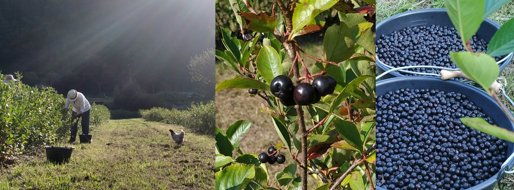 recolte-Aronias-Bauges
