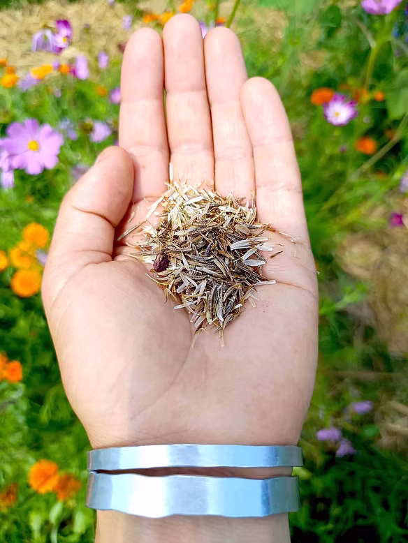 Les graines variées de Haut Potager Semencier de Mathilde